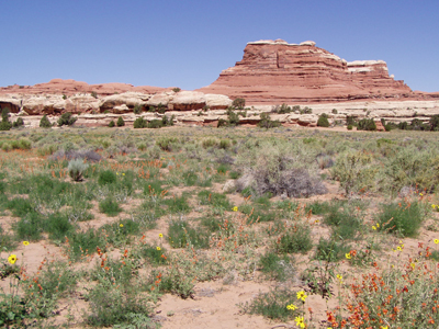 Hidden Nature- Canyonlands NP- Squaw FlatMesa
